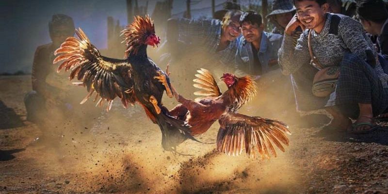 Đánh giá mức độ ổn định của các chiến kê