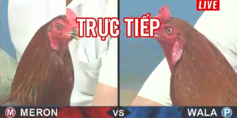 Nghiên cứu quy trình Trực Tiếp Đá Gà