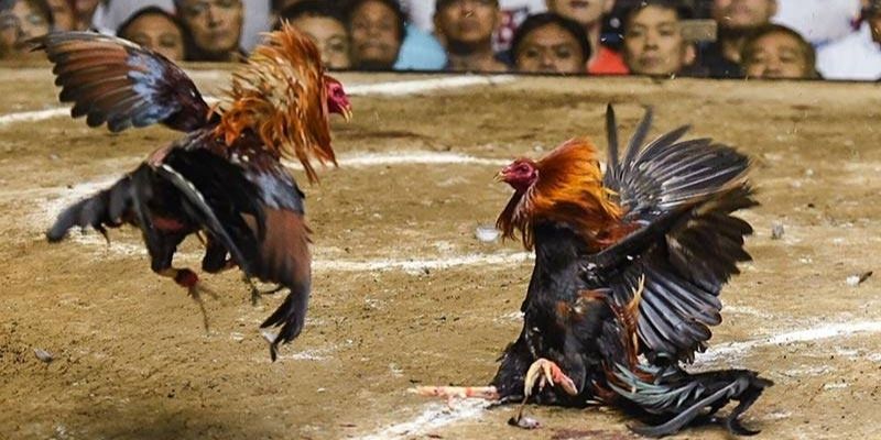 Tiến hành xác minh khi tổ chức đá gà trực tuyến