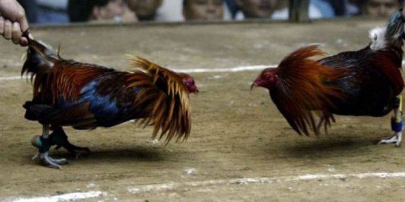 Đảm bảo ghi lại toàn bộ trận chiến