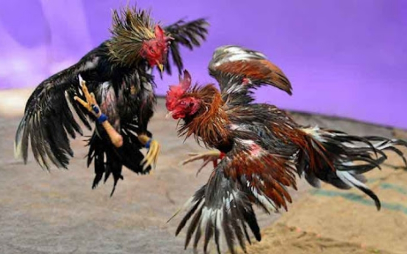 So sánh quy tắc thi đấu tại các sân chơi lớn